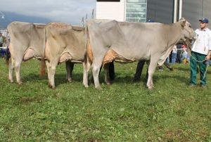 151009ViehschauSarnen 097